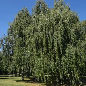  Apartamento Al Salice Tranquillita Nel Verde Via Amendola 24 Italia